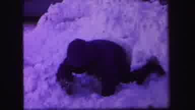 Lynbrook New York (1971): Two Boys And A Girl Throw Snowballs At Each Other From A