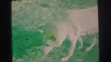 Lynbrook New York (1973): A Dog Search The Place To Urine