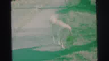 Lynbrook New York (1973): The Dog Was In The Middle Road And Searching Some Food