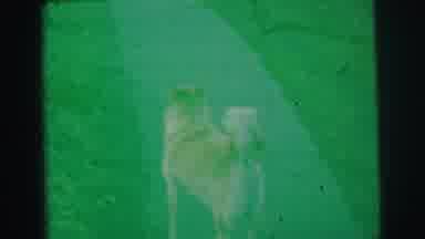 Lynbrook New York (1973): The Dog Was Seeing Something In The Garden Eagerly