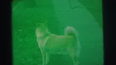Lynbrook New York (1973): The Dog Is Seeing Someone In The Garden