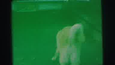Lynbrook New York (1973): A Cute Curly Tailed Dog Wanders Around Sniffing The Lawn
