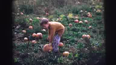Lynbrook New York (1973): A Boy Pluck The Fruit In The Garden