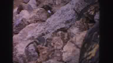 Colorado (1958): Squirrel Running On Rocks Searching For Food And Standing On The