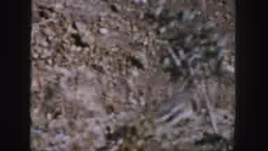 Colorado (1958): Squirrel Walking Under Small Bushes And Rocks In Nature Near Blue