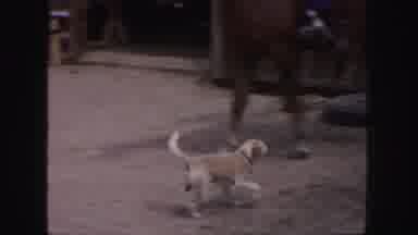 Colorado (1958): A Miniature Pony Is Tied To A Post Next To Some Horses And A Dog