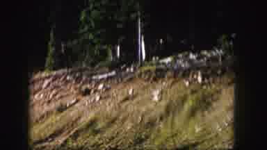 Colorado USA (1958): Passing View Of Roadside Trees With Woman Wearing Pink Dress