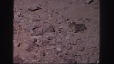 Colorado USA (1958): View Of Prairie Dog Running Amongst Rocks On A Bright Sunny