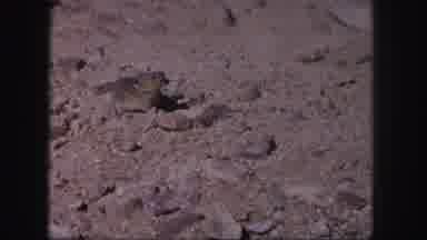 Colorado USA (1958): Little Mouse Running On The Ground Searching For Food Or