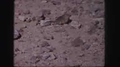 Colorado USA (1958): A Rat Is Going Their Place Is The One Of The Cutest Animal