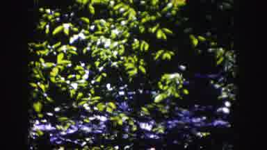 Colorado USA (1958): Scenes Of Nature Including A Trail And A Running Stream Under