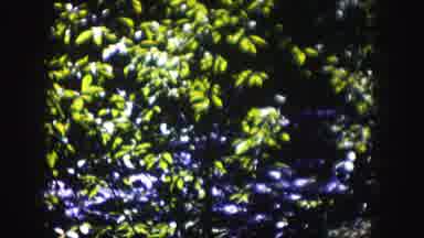 Colorado USA (1958): Moving Water Visible Through Foliage Followed By Hilly