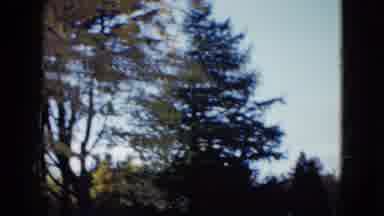 Las Vegas USA (1958): There Is Beauty In Those Trees On The Nature