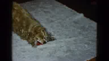 Las Vegas USA (1958): Golden Hairy Dog Biting A Red Toy And Walk Around By It In