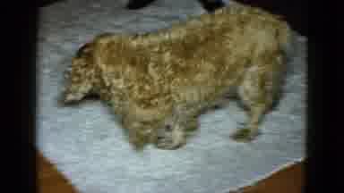 Las Vegas USA (1958): A Dog Are Very Beautiful At Home Enjoy