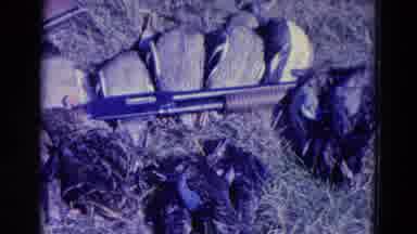 Omaha Nebraska USA (1958): Bird Hunters Put Prey Near The Shotgun They Eat In The