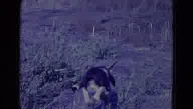 Omaha Nebraska USA (1958): Hunting Dog Finding Its Prey