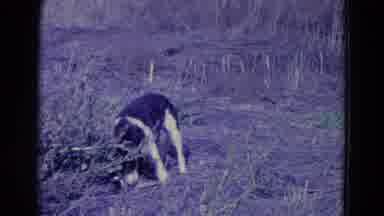 Omaha Nebraska USA (1958): Hunting Dog Picks Up And Carries Fallen Duck Across A