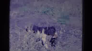Omaha Nebraska USA-1958: Black And White Hunting Dog Carrying A Duck Back To A