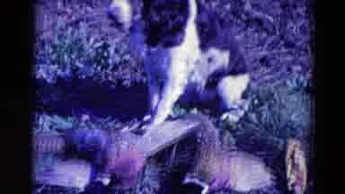 Omaha Nebraska USA (1958): A Dog Sits On The Grass And Looks Around For Something