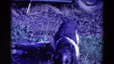 Omaha Nebraska USA (1958): Hound Dog Hunting Birds