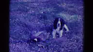 Omaha Nebraska USA (1958): A Dog Lays On The Ground With A Dead Bird