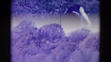 Omaha Nebraska USA (1958): Large Dog Sniffing Dead Peacock In Large Open Forested