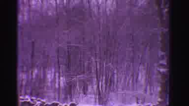 Ontario Canada (1958): House In The Woods During A Light Snow