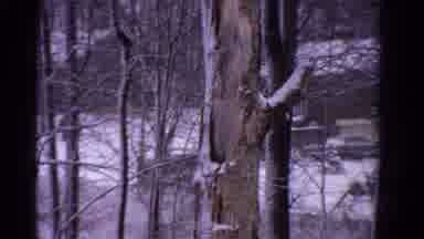 Ontario Canada (1958): Camera Pans Left Looking Through Trees At Distant Houses In