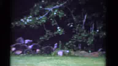 Ontario Canada (1958): Ostrich Gathered Together In A Group On One Side Of Field