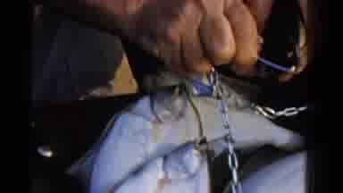 Ontario Canada (1958): Many Fish Have Been Trapped In Nets And Killed
