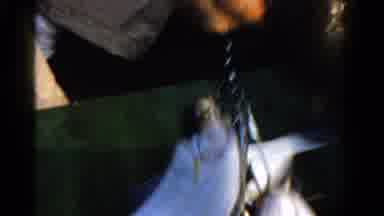 Ontario Canada-1958: Man Catches Fish On Boat And Places In Container
