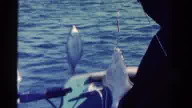Ontario Canada (1958): Man Seated In Boat Holds Up A Very Flat Fish And Ray That