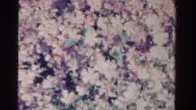 Ontario Canada (1958): An Older Video Of A View In Front Of A Home The Flower