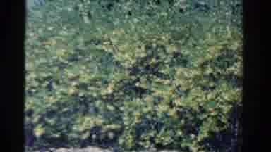 Ontario Canada (1958): The Trees That Have A Lot Of Wind Coming From Them