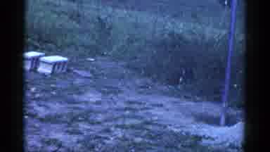 Catskill New York USA (1959): Dog Playing Outside And Child On Outdoor Swing