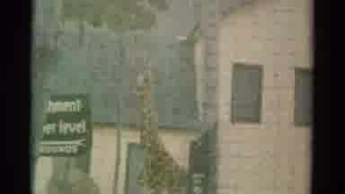 Catskill New York USA (1959): Two Giraffes In The Zoo Standing By A Building Of