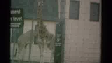 Catskill New York USA (1959): Giraffe Walks Past Pair Of Giraffe Standing Behind
