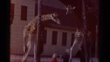 Catskill New York USA (1959): The Giraffe Is Doing Seeing Some Of The Person