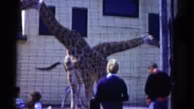 Catskill New York USA (1959): Zoo Giraffes Young Children Watch Adult Men Retreat