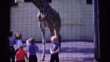 Catskill New York USA (1959): Group Of Children Looking At A Tall Giraffe In A