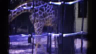 Catskill New York USA (1959): A Tall Giraffe Walks And Eats Behind An Enclosed
