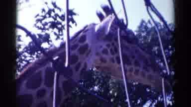 Catskill New York USA (1959): Close Up Shot Of Giraffes Head As It Bends Down Just