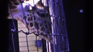 Catskill New York USA (1959): The Lonely Giraffe Is Tired And Tries To Remove The