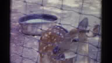 Catskill New York USA (1959): Children Feed Deer In Zoo On Day Of Sunshine Sun Joy