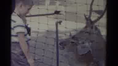 Catskill New York USA (1959): The Boy Was Watching The Deer In The Zoo