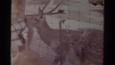 Catskill New York USA (1959): Large Group Of Children Petting Playing With Group
