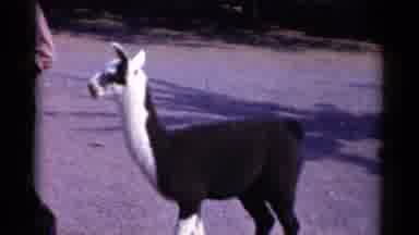 Catskill New York USA (1959): Llama Is Curious About A Man And His Small Child
