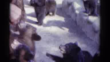 Catskill New York USA (1959): People Feeding A Group Of Small Bears From The Top