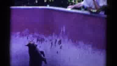 Catskill New York USA (1959): People Feeding Bears On A Bright Sunny Day